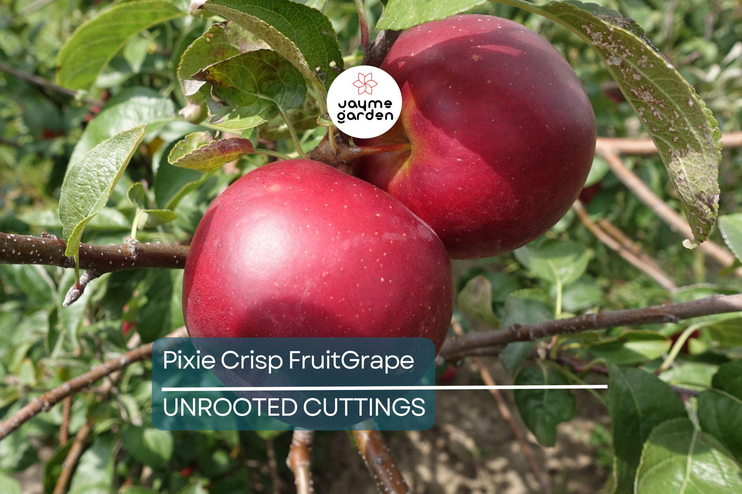 6 Pixie Crisp Apple Tree Scion Cuttings (6-10") for Grafting/Rooting - Fresh Premium Wood from High-Yield Trees
