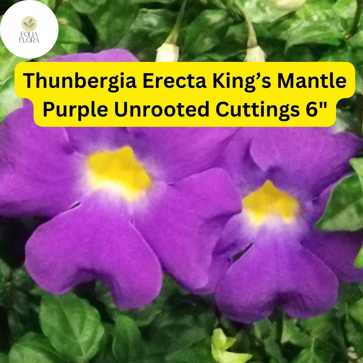 7 Unrooted 6" Live Cuttings King’s Mantle Cuttings (Thunbergia erecta) | Purple Blooms | Fast-Growing Vine or Shrub