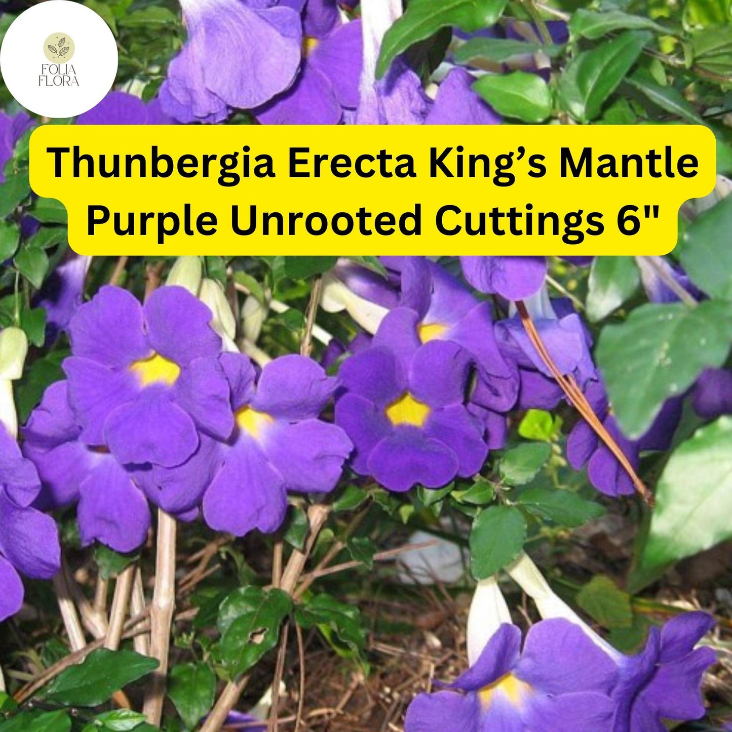 7 Unrooted 6" Live Cuttings King’s Mantle Cuttings (Thunbergia erecta) | Purple Blooms | Fast-Growing Vine or Shrub