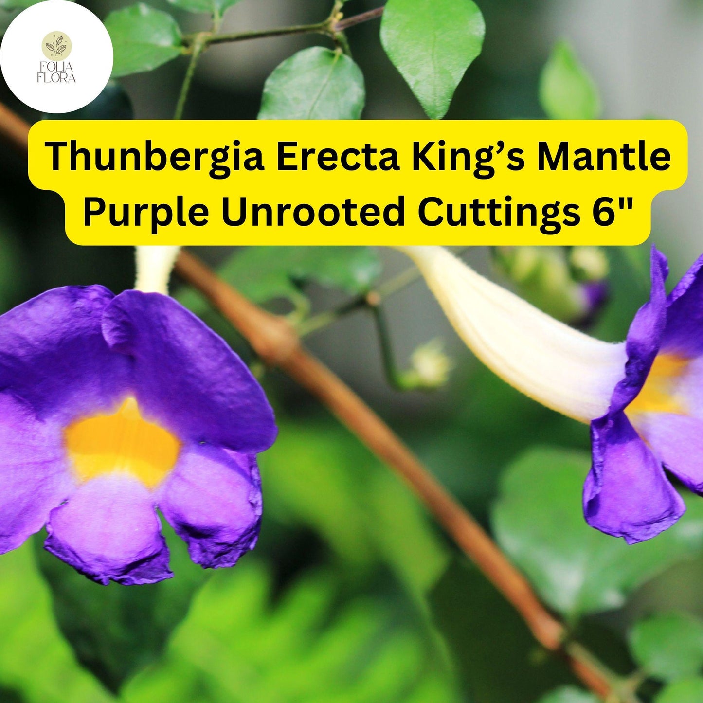 7 Unrooted 6" Live Cuttings King’s Mantle Cuttings (Thunbergia erecta) | Purple Blooms | Fast-Growing Vine or Shrub