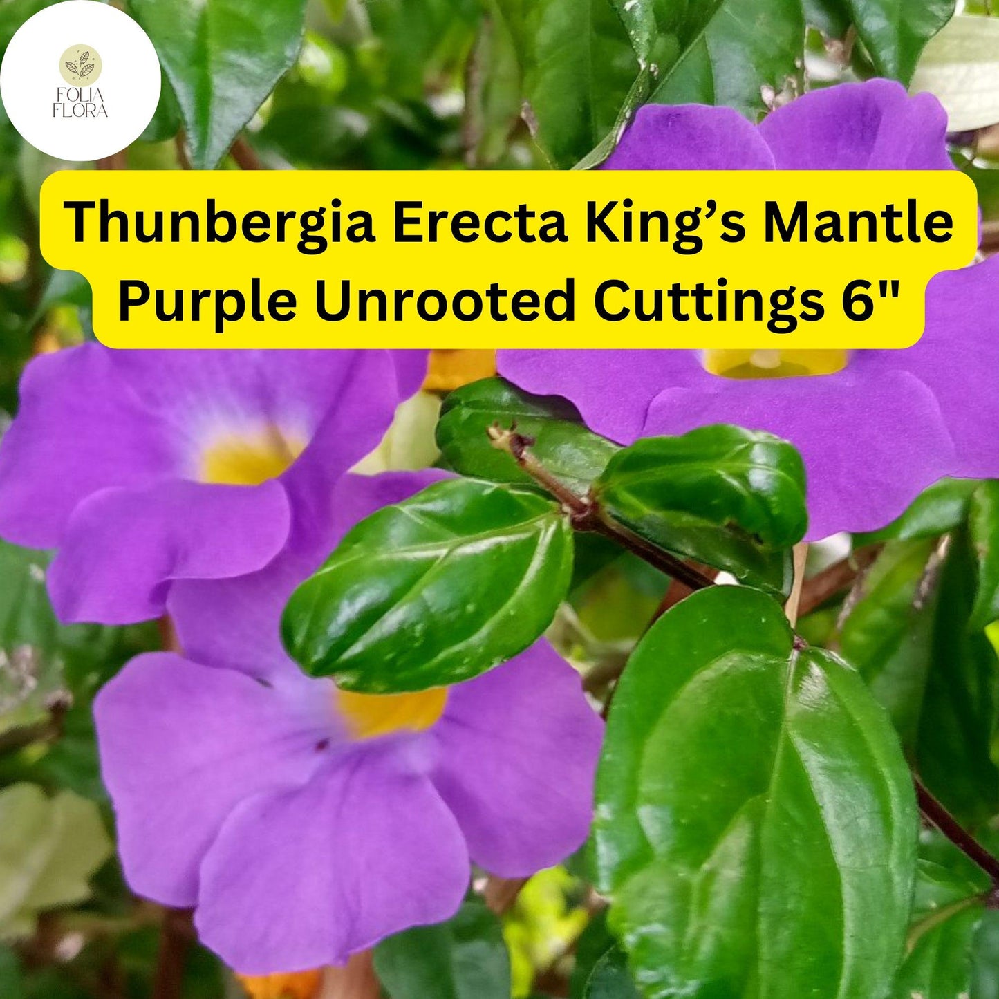 7 Unrooted 6" Live Cuttings King’s Mantle Cuttings (Thunbergia erecta) | Purple Blooms | Fast-Growing Vine or Shrub