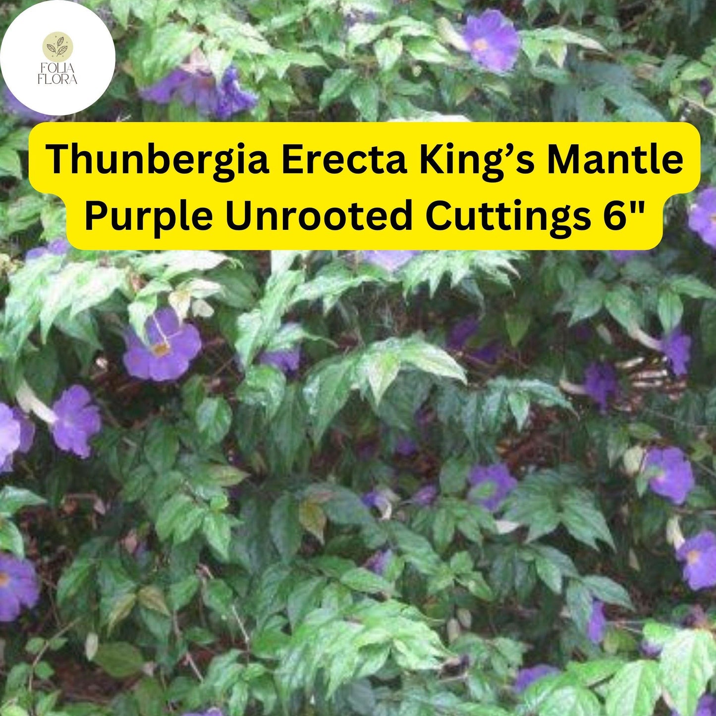 7 Unrooted 6" Live Cuttings King’s Mantle Cuttings (Thunbergia erecta) | Purple Blooms | Fast-Growing Vine or Shrub