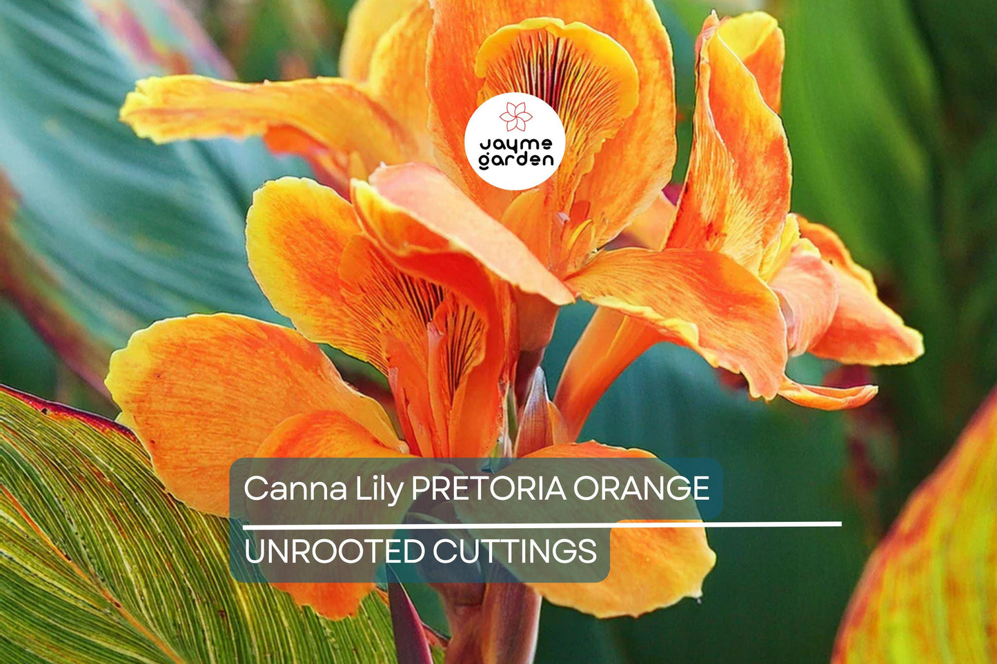 Canna Lily Pretoria Bengal Tiger Bulb, Orange Variegated Flowers, Tropical Accent, Award-Winning, USDA Zones 8-11, Live Plant Bulb