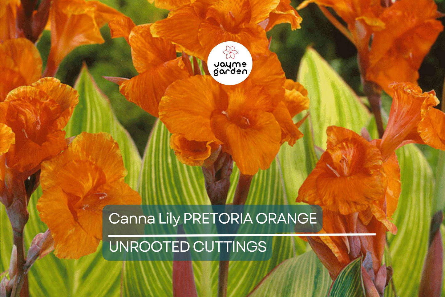 Canna Lily Pretoria Bengal Tiger Bulb, Orange Variegated Flowers, Tropical Accent, Award-Winning, USDA Zones 8-11, Live Plant Bulb