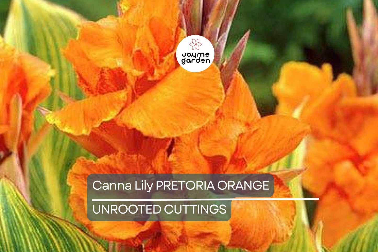 Canna Lily Pretoria Bengal Tiger Bulb, Orange Variegated Flowers, Tropical Accent, Award-Winning, USDA Zones 8-11, Live Plant Bulb