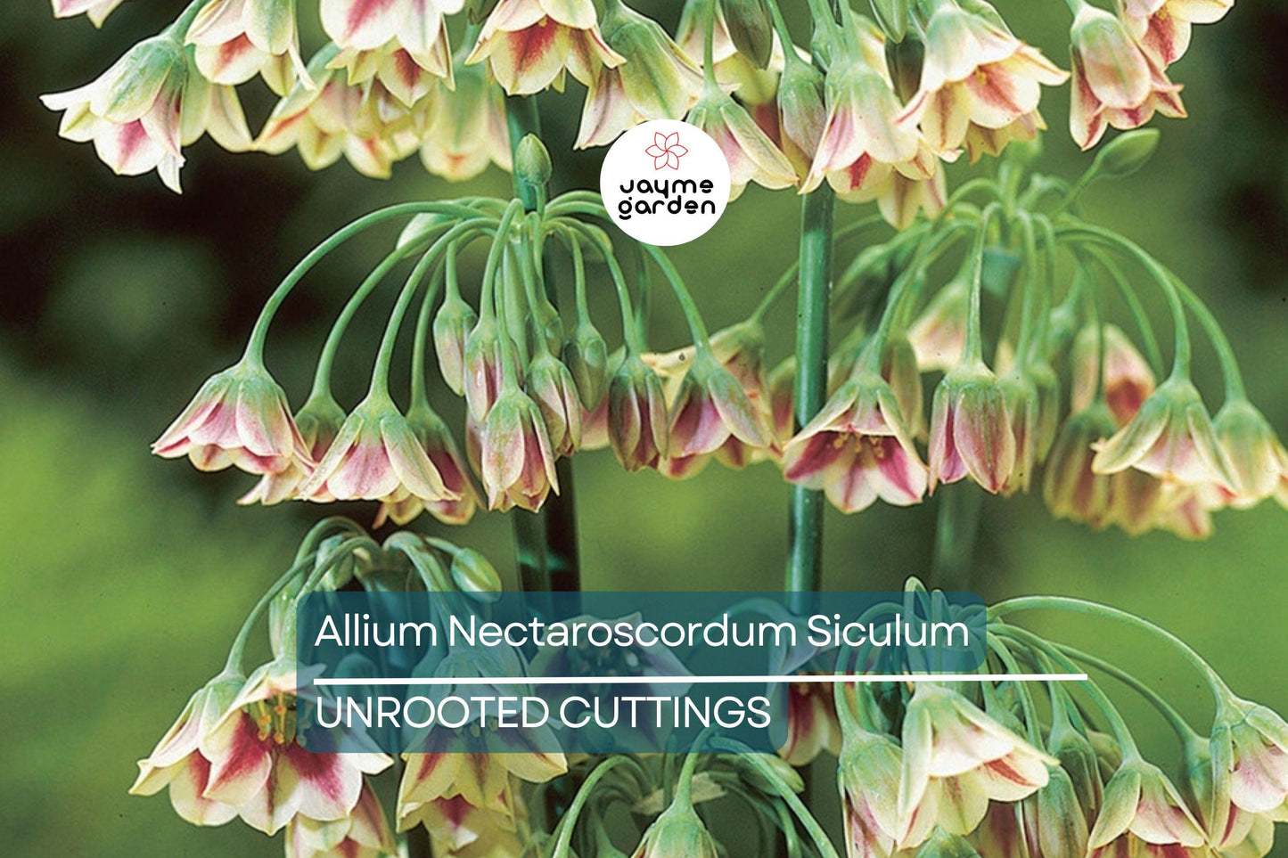 Allium Nectaroscordum Siculum Bulbs, Sicilian Honey Garlic, Bell-Shaped Flowers, Deer-Resistant, USDA Zones 4-9, 3 Pack