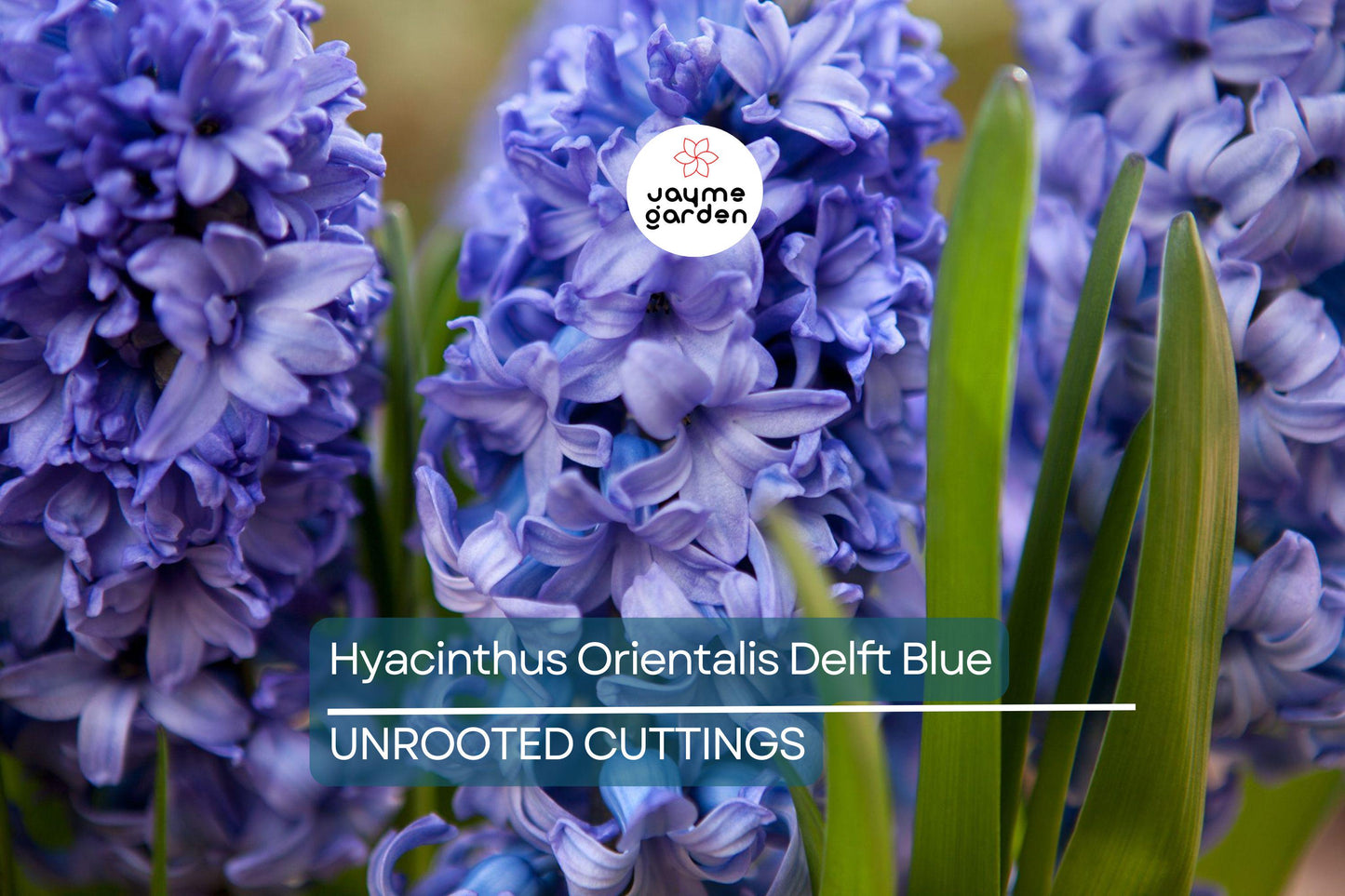 Hyacinthus Orientalis ‘Delft Blue’ – 2 Hyacinth Bulbs, 6" Fragrant Perennial Flowers, Spring Bloom, Easy to Grow