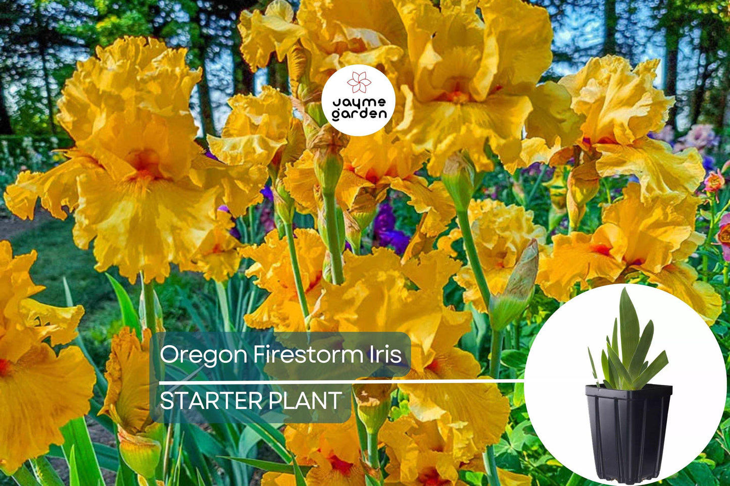 Oregon Firestorm Iris β Quart Pot | Yellow Reblooming Perennial | Deer-Resistant | Drought-Tolerant | Zones 3-10