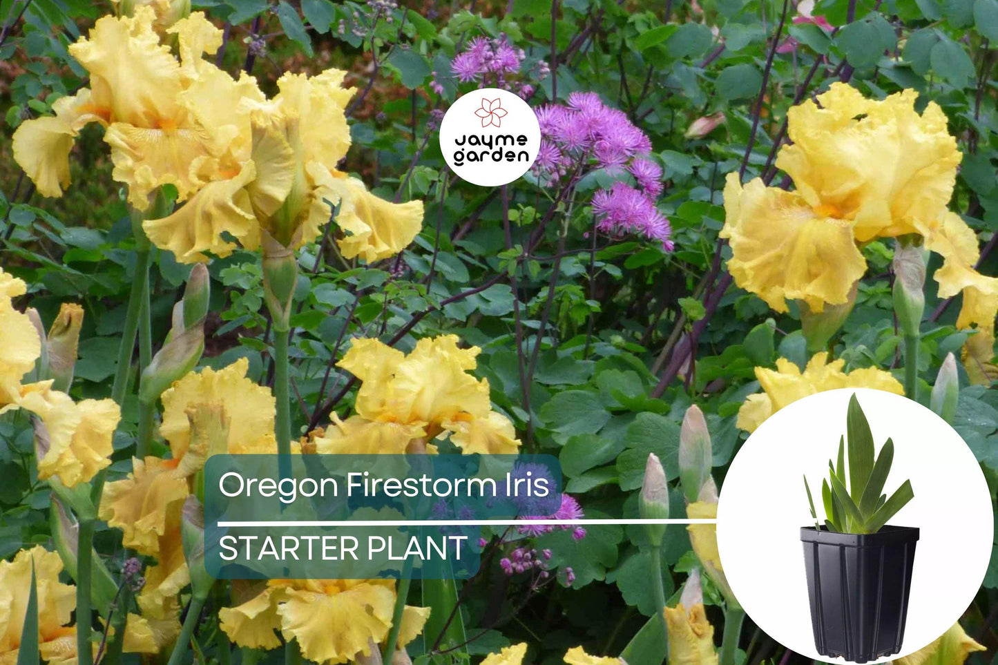 Oregon Firestorm Iris β Quart Pot | Yellow Reblooming Perennial | Deer-Resistant | Drought-Tolerant | Zones 3-10