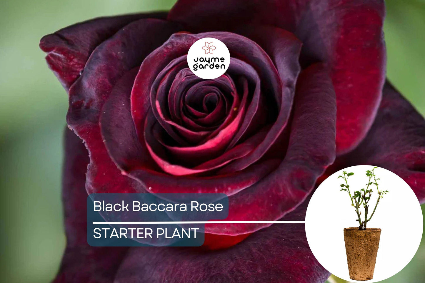 Black Baccara Rose – 1.5 Gal Potted | Deep Burgundy-Black Hybrid Tea | Long-Lasting Cut Flowers | Zones 6-10