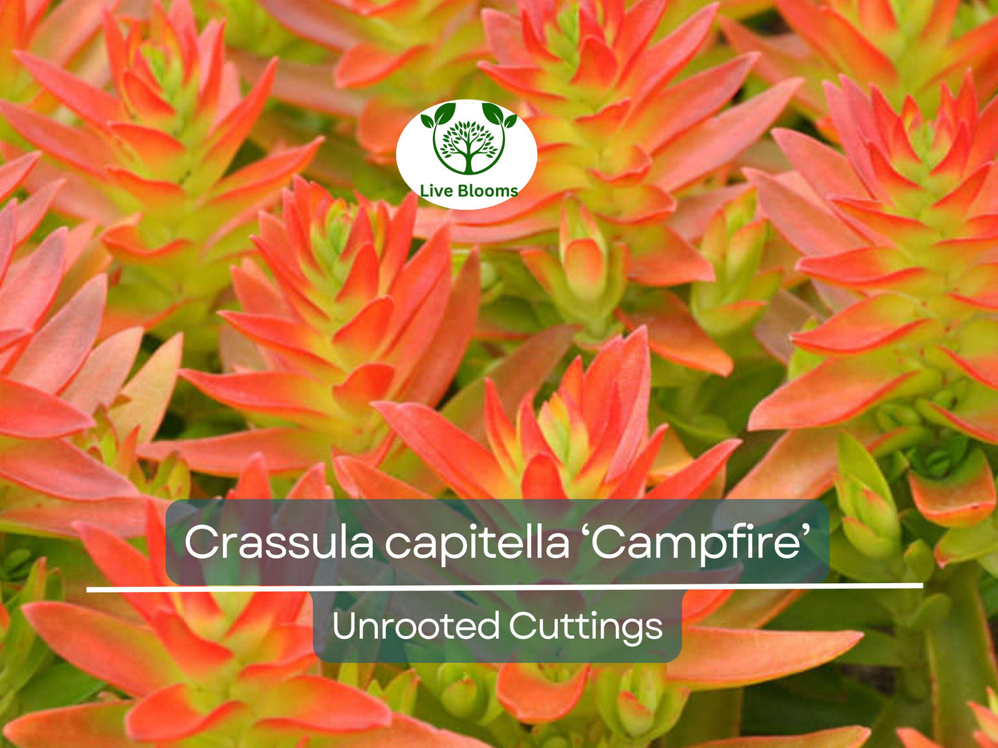 3 Crassula capitella Campfire Succulent Cuttings - Unrooted, Red and Green, Jade Plant, Succulent Cactus, Home Decor, Gardening Gift