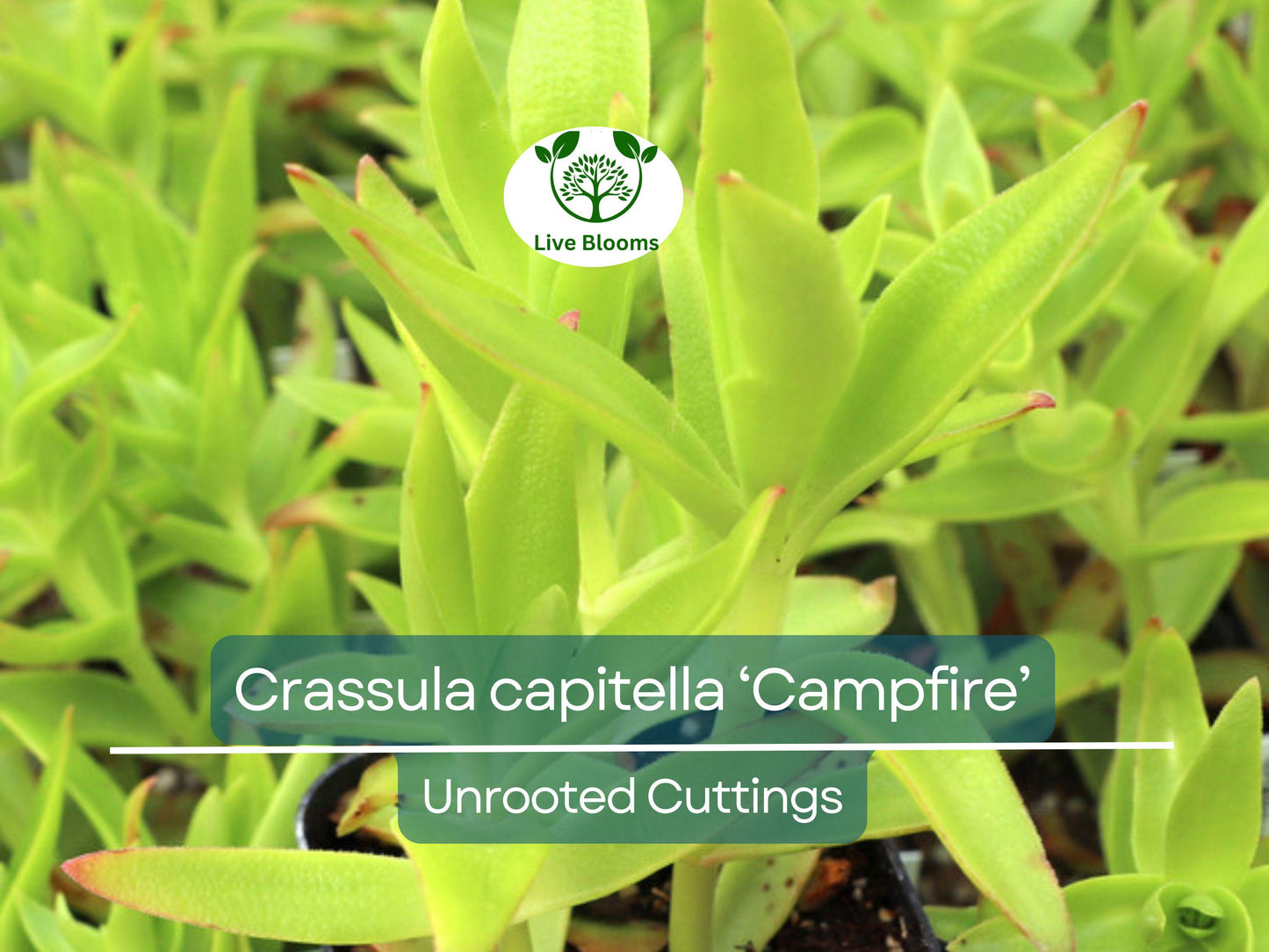 3 Crassula capitella Campfire Succulent Cuttings - Unrooted, Red and Green, Jade Plant, Succulent Cactus, Home Decor, Gardening Gift