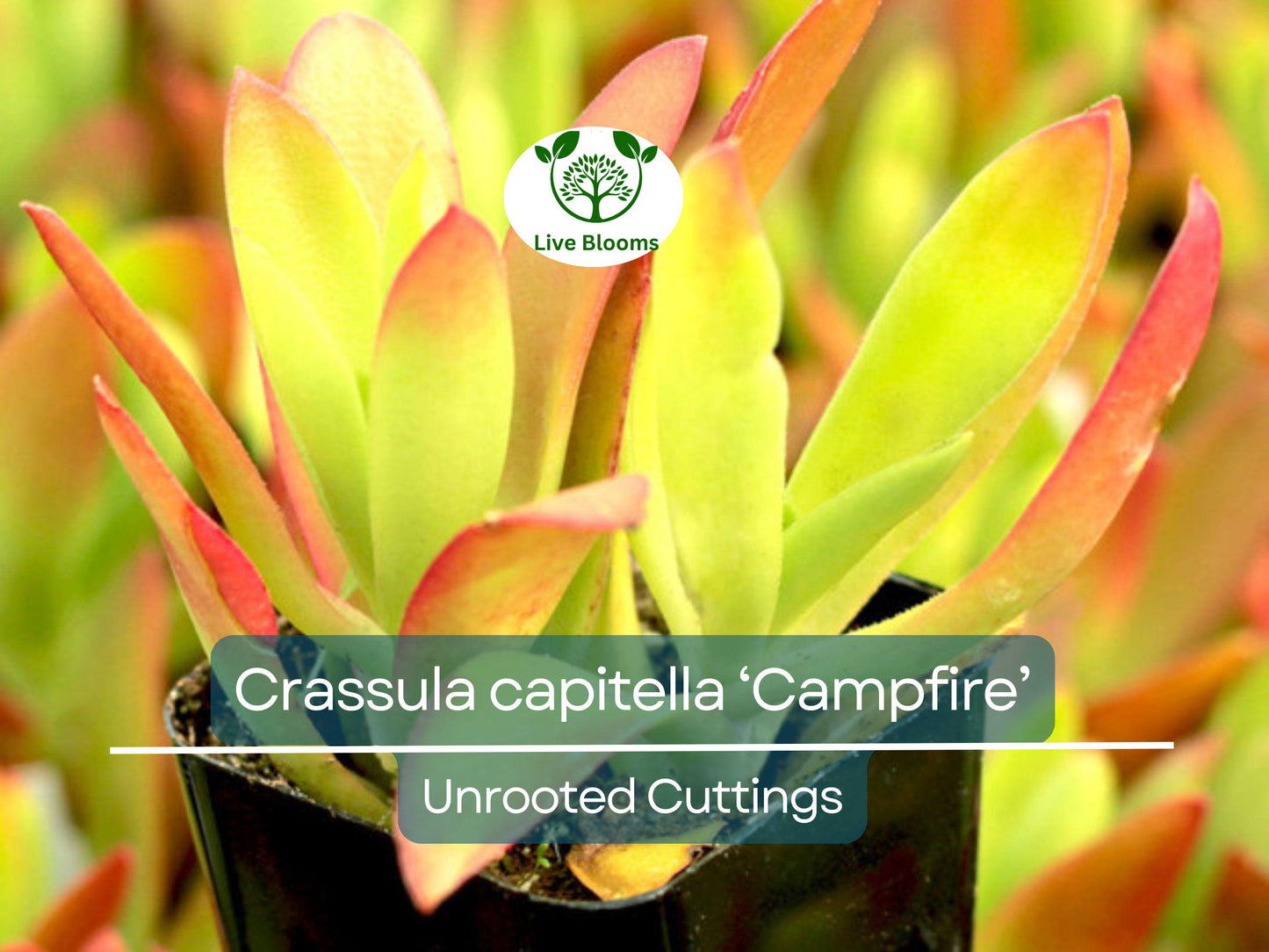 3 Crassula capitella Campfire Succulent Cuttings - Unrooted, Red and Green, Jade Plant, Succulent Cactus, Home Decor, Gardening Gift