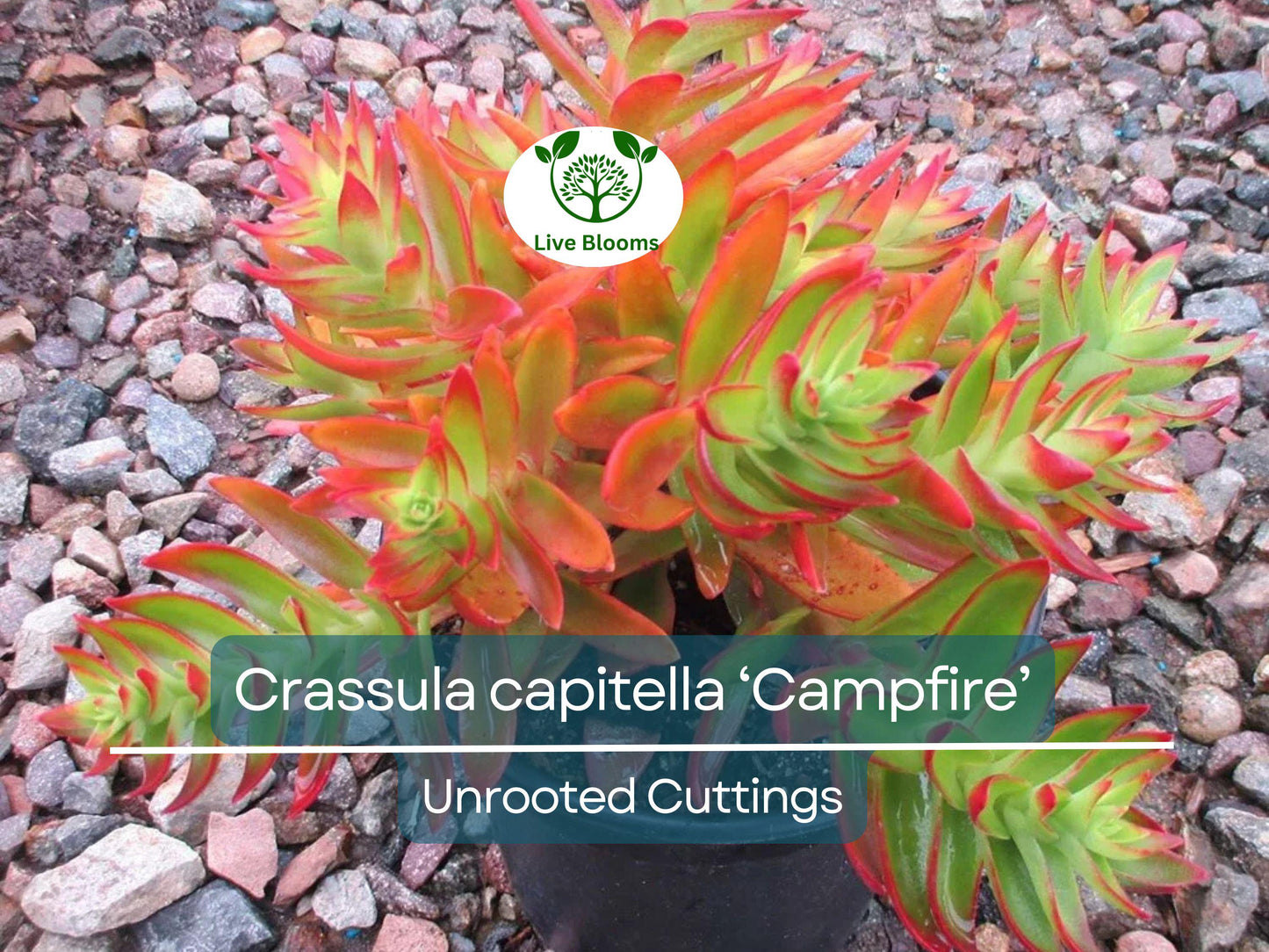 3 Crassula capitella Campfire Succulent Cuttings - Unrooted, Red and Green, Jade Plant, Succulent Cactus, Home Decor, Gardening Gift