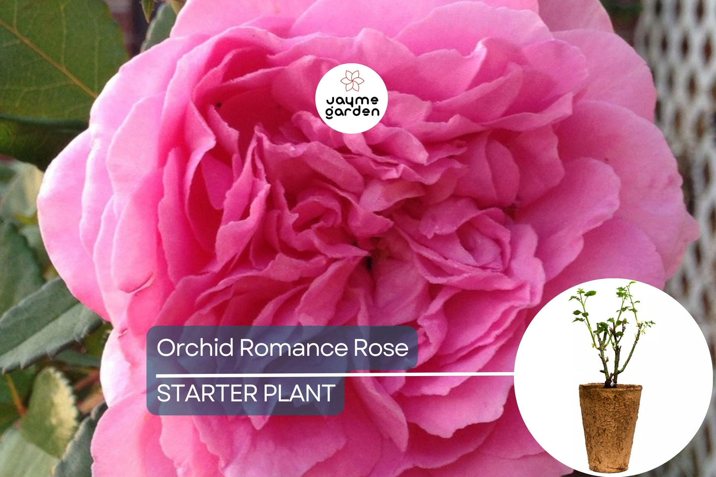 Orchid Romance Rose – 1.5 Gal Pot | Fragrant Pink-Lavender Floribunda | Reblooming, Disease-Resistant | Zones 5-10