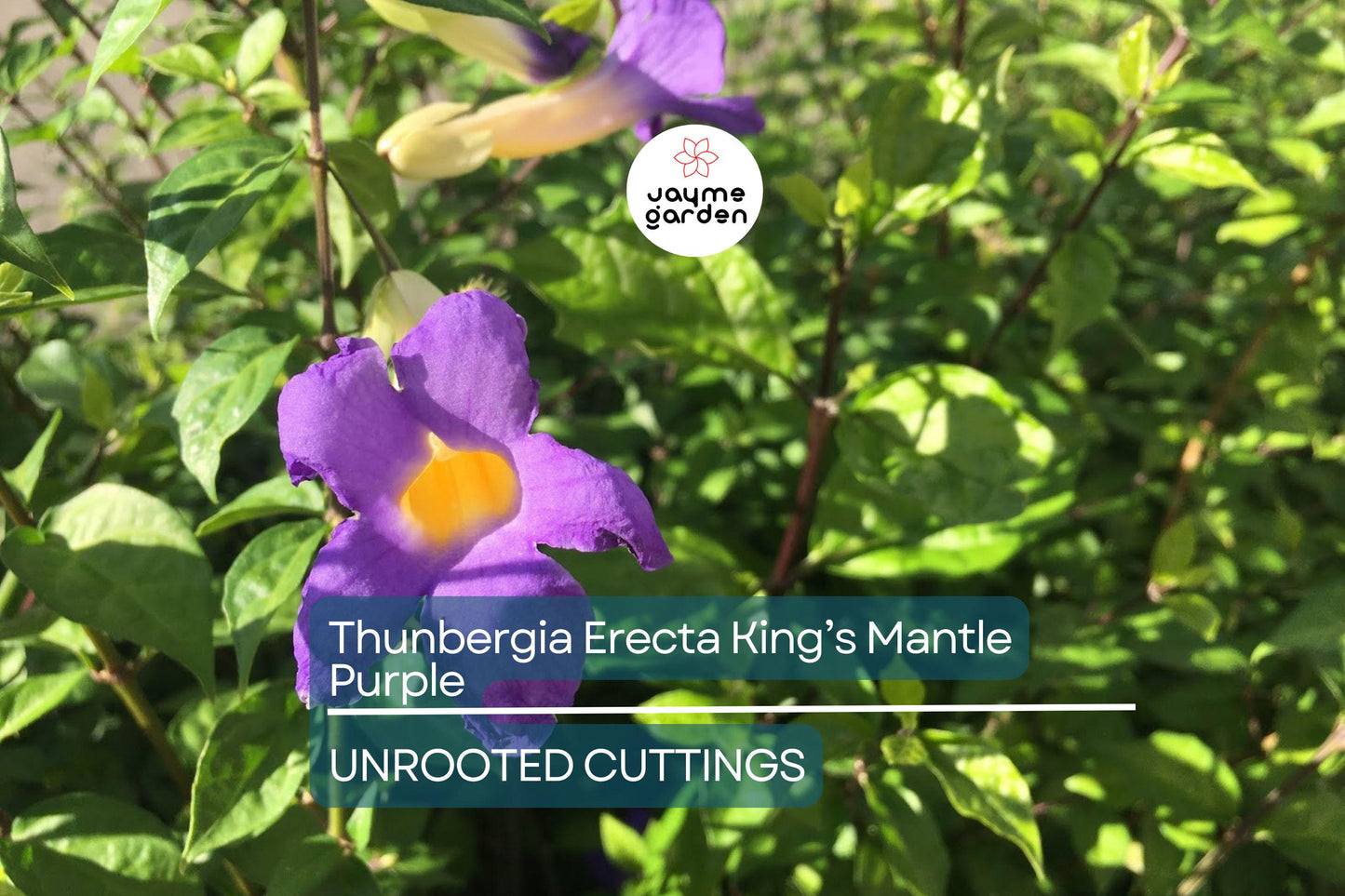 Thunbergia Erecta King’s Mantle Cuttings - 7 Purple Flowering Shrubs, Fast-Growing, Perennial, USDA Zones 9-11