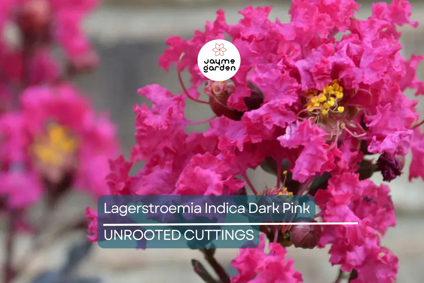 Dark Pink Crepe Myrtle Cuttings - 7 Live 6" Cuttings, Fast-Growing, Flowering Tree for Outdoor Gardens, USDA Zones 7-10