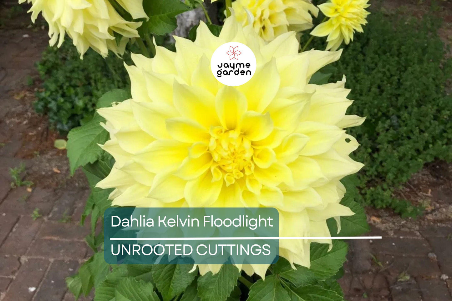Dahlia Kelvin Floodlight 36-48" Live Flower Bulb Tuber | Yellow Dinnerplate Dahlia | Large 12" Blooms