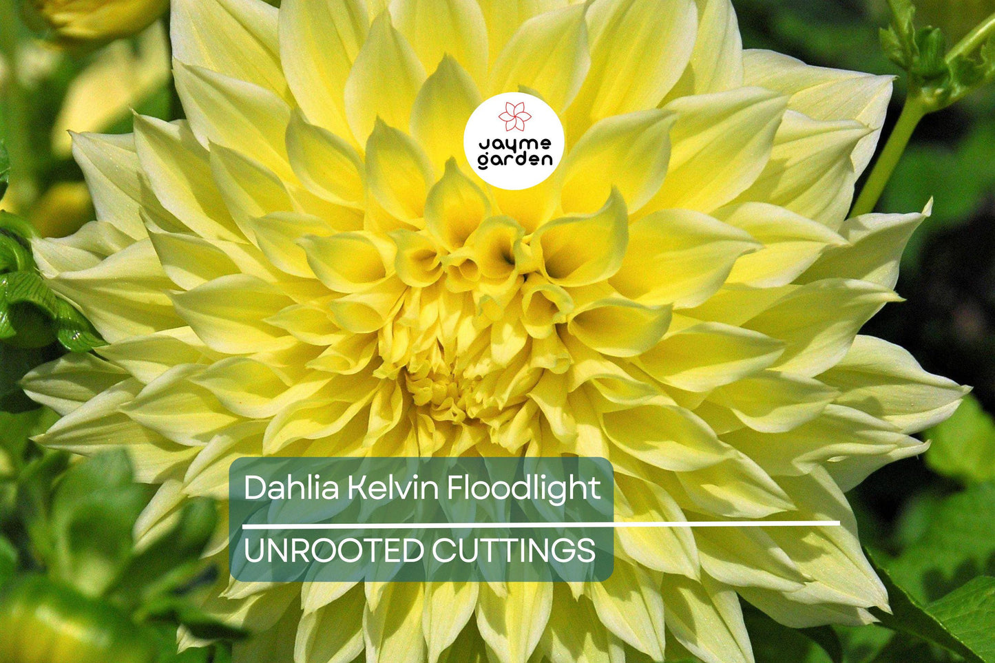 Dahlia Kelvin Floodlight 36-48" Live Flower Bulb Tuber | Yellow Dinnerplate Dahlia | Large 12" Blooms