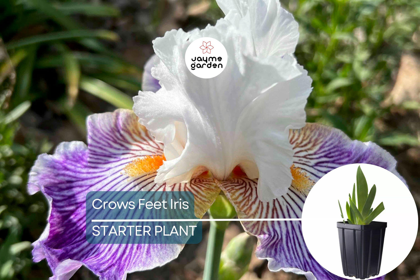 Crows Feet Iris Plant - Quart Pot | Fragrant Purple & White Blooms | Perennial | Deer-Resistant | Hardy Zones 3-10 | 27” Tall
