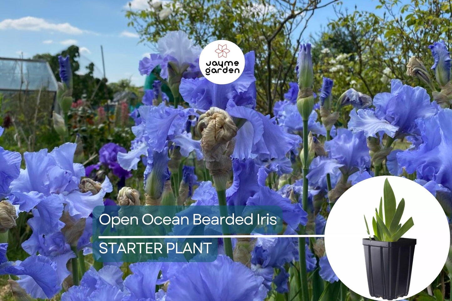 Open Ocean Bearded Iris β Quart Pot | Reblooming Lilac Blue Perennial | 38" Tall, Deer Resistant, Hardy Zones 3-10 | Strong Cut Flower