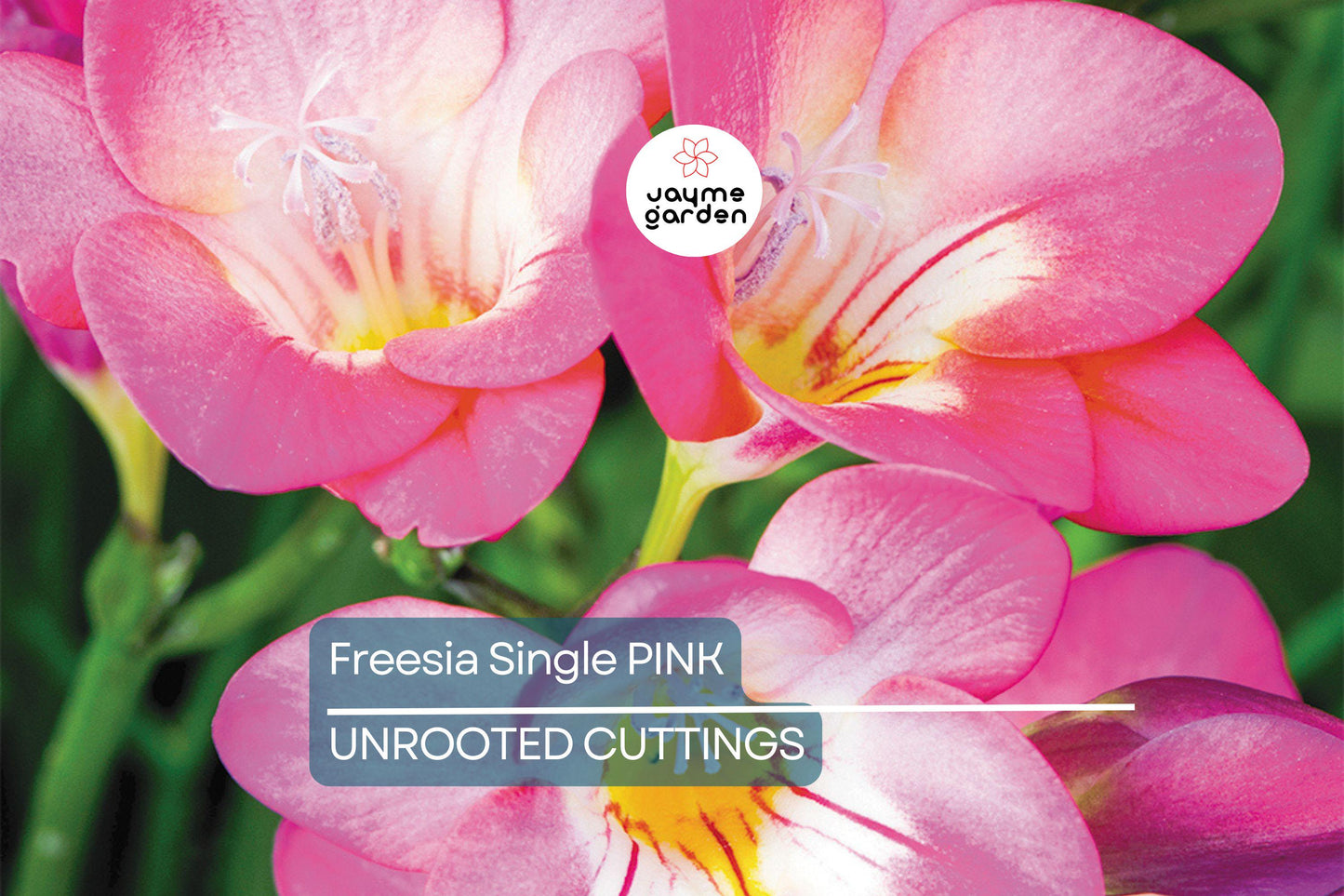 Freesia Single Pink Bulbs - 5 Fragrant Flower Bulbs, Intense Pink Blooms, Perfect for Gardens & Containers, USDA Zones 9-10