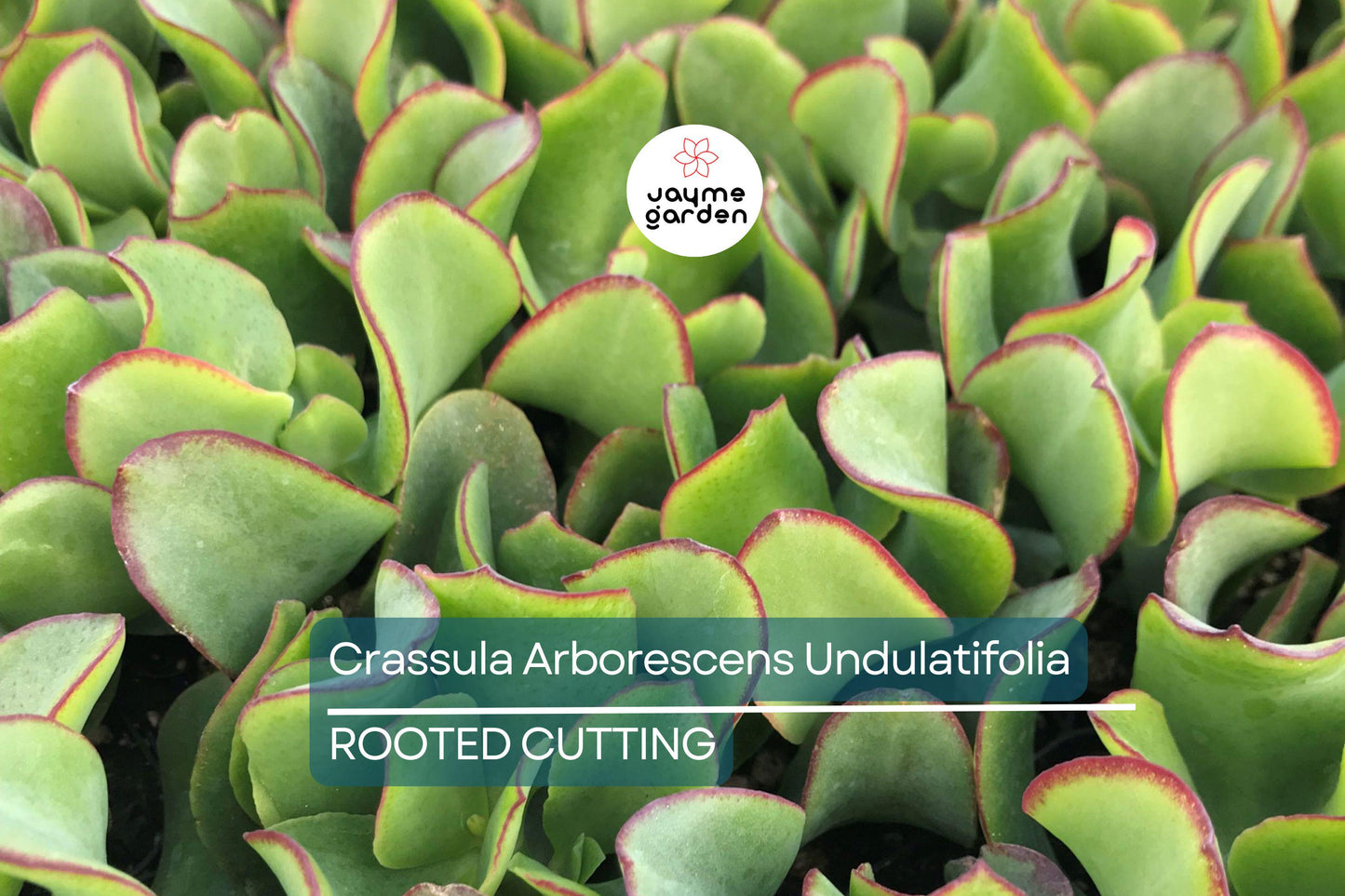 Ripple Jade Succulent - 3" Rooted Plant, Wavy Blue-Green Foliage, Perfect for Indoors or Outdoors, USDA Zones 9-11