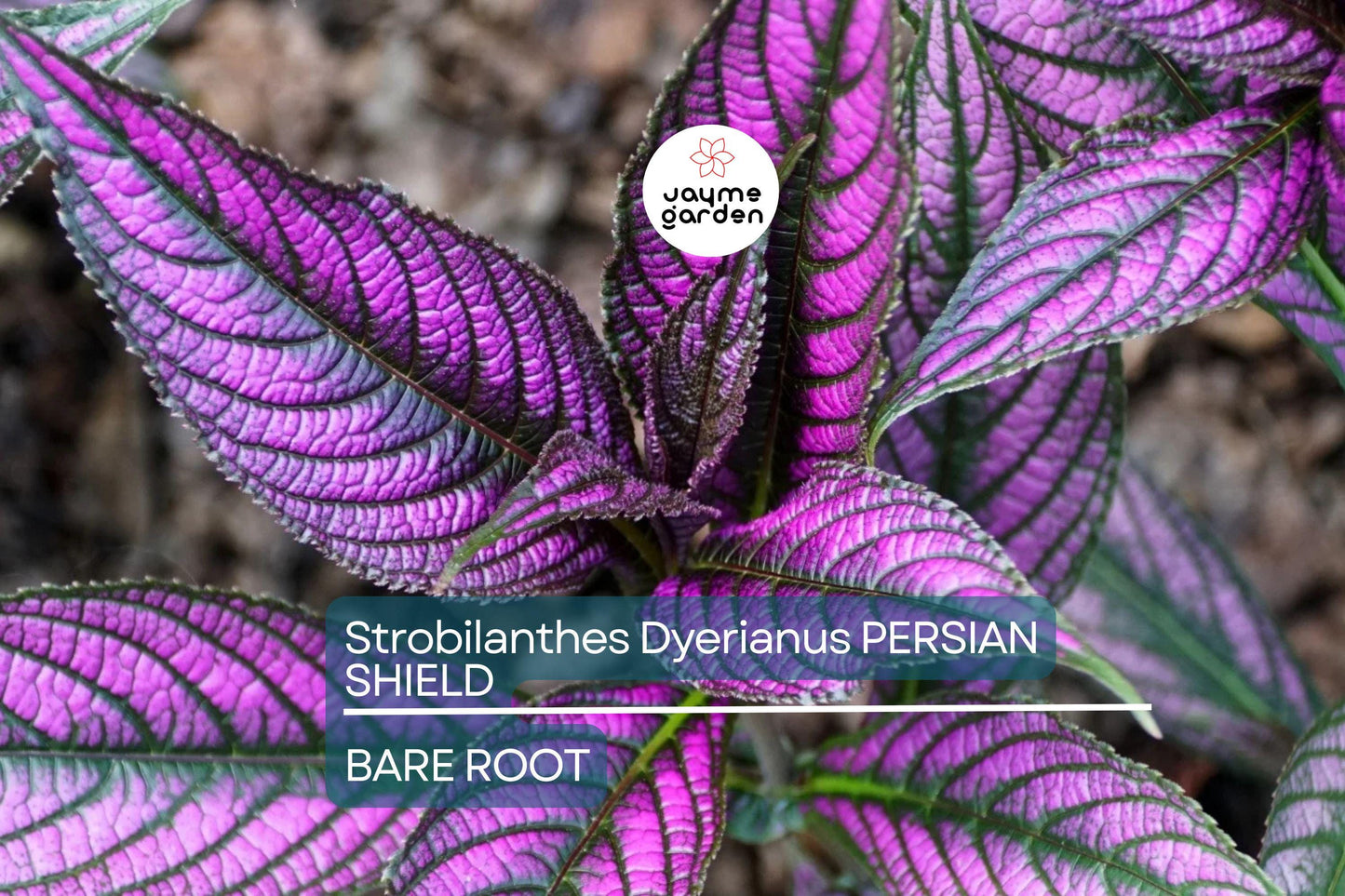 Strobilanthes Dyerianus Persian Shield Live Plant – 4” Tall, Purple Silver Foliage, Heat & Drought Tolerant