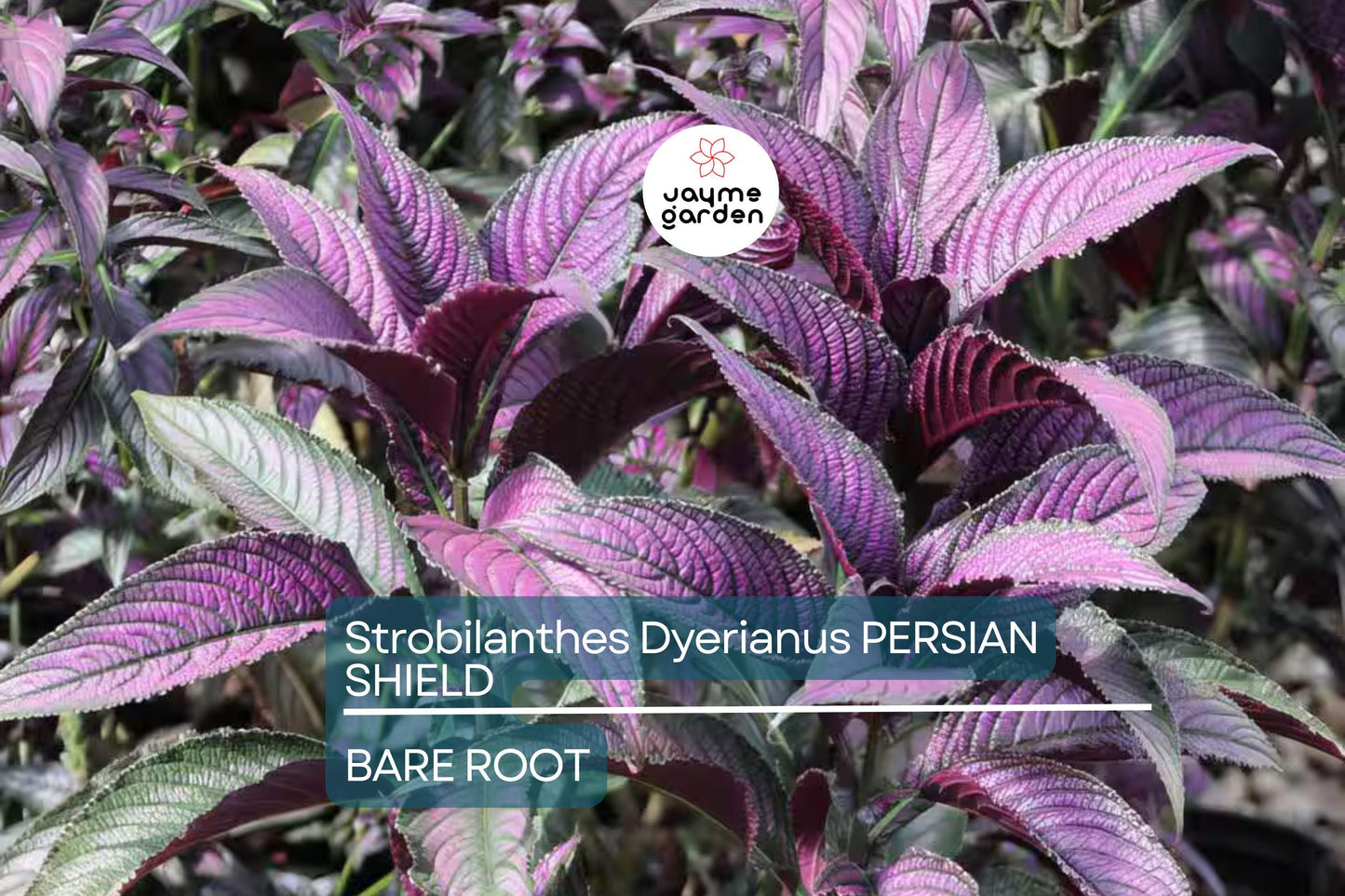 Strobilanthes Dyerianus Persian Shield Live Plant – 4” Tall, Purple Silver Foliage, Heat & Drought Tolerant