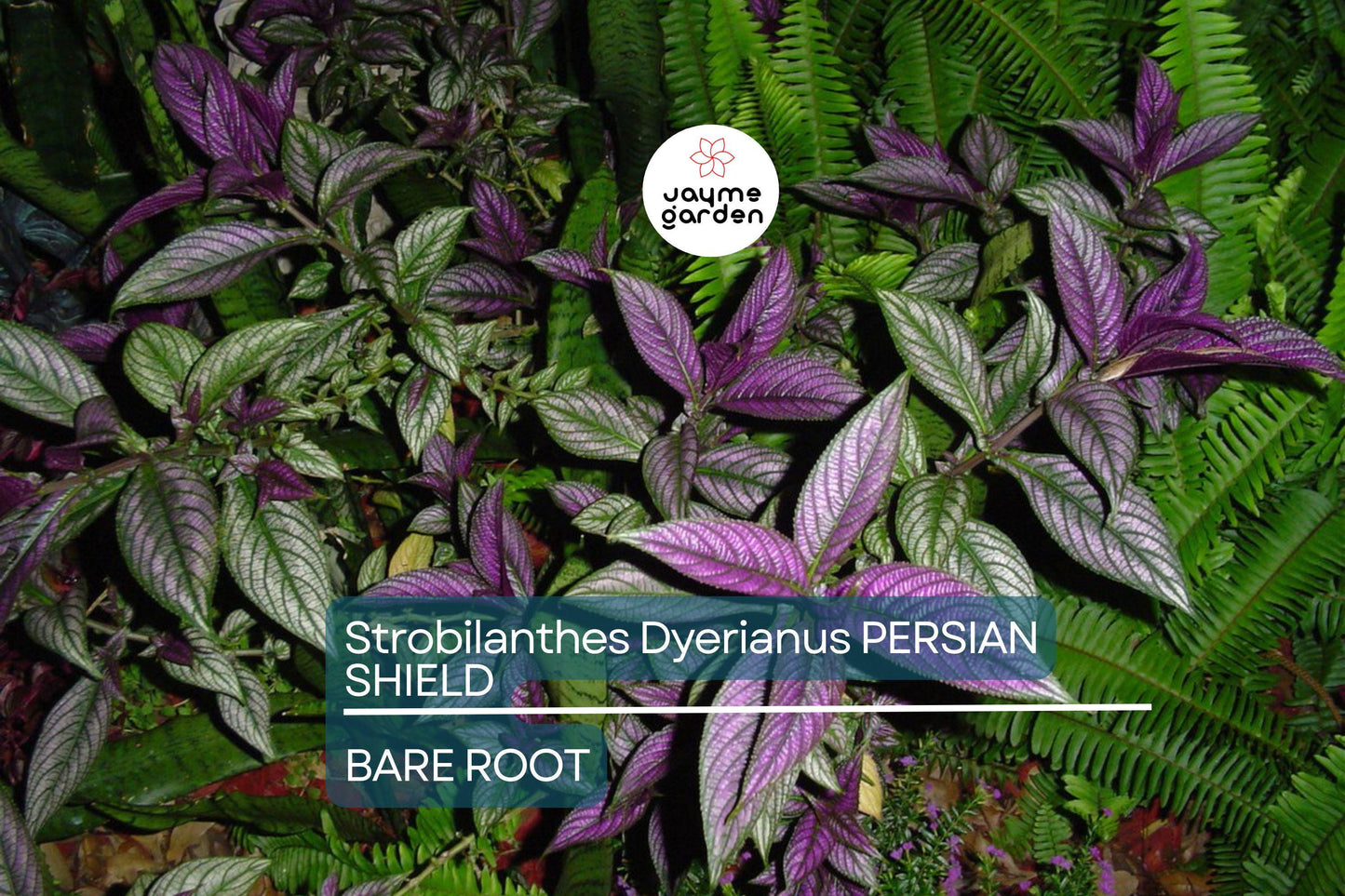 Strobilanthes Dyerianus Persian Shield Live Plant – 4” Tall, Purple Silver Foliage, Heat & Drought Tolerant