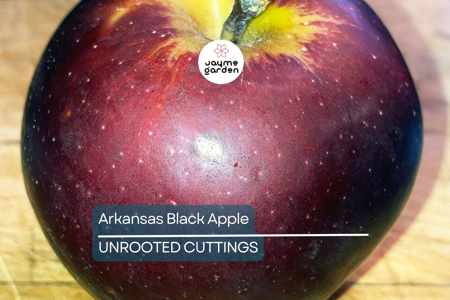 Live Arkansas Black Apple Tree – 2-3ft Tall, Cold Hardy, Rare Dark Fruit – Plant Now!