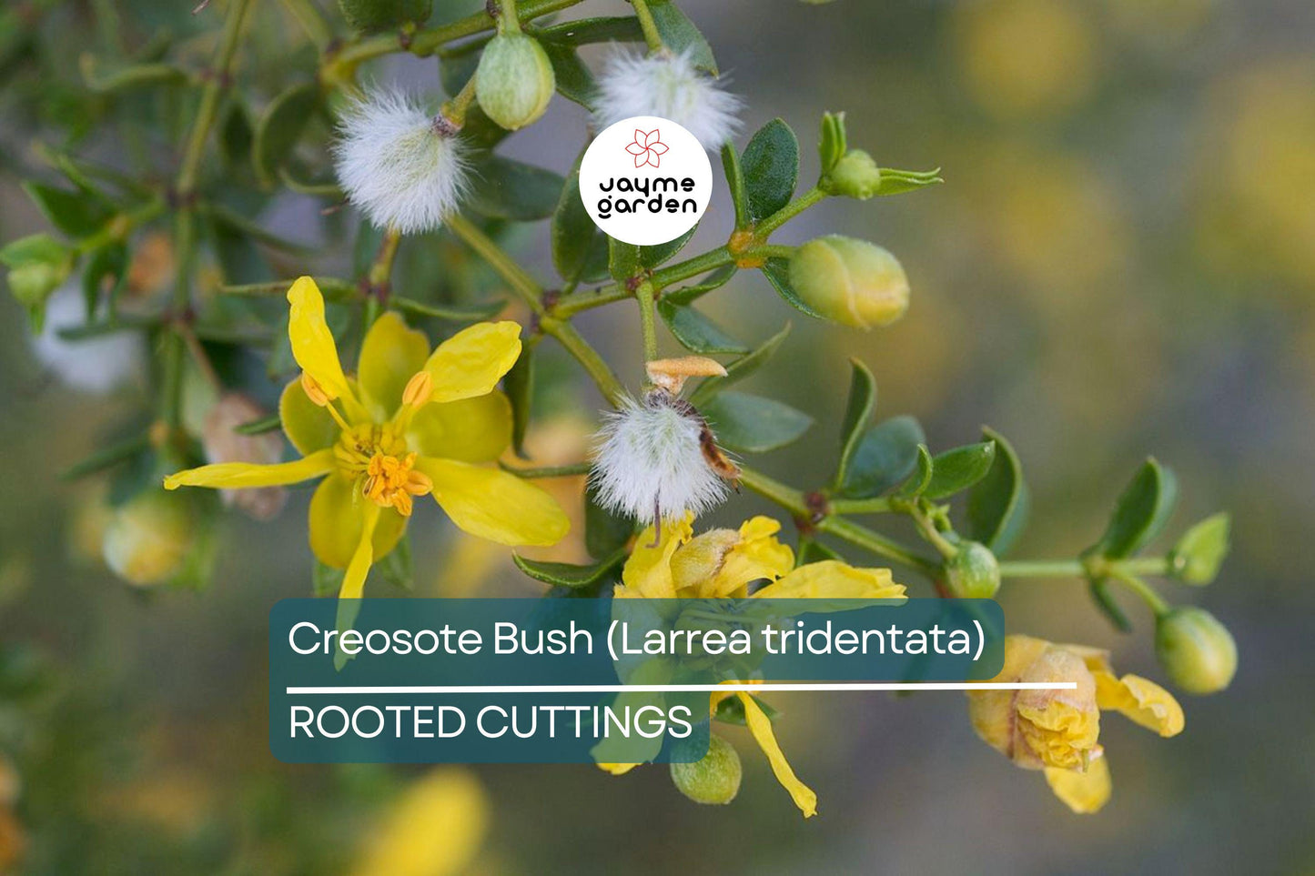 Creosote Bush (Larrea tridentata) – 3 Live Plants, 7-10" Tall, Shipped Bare Root