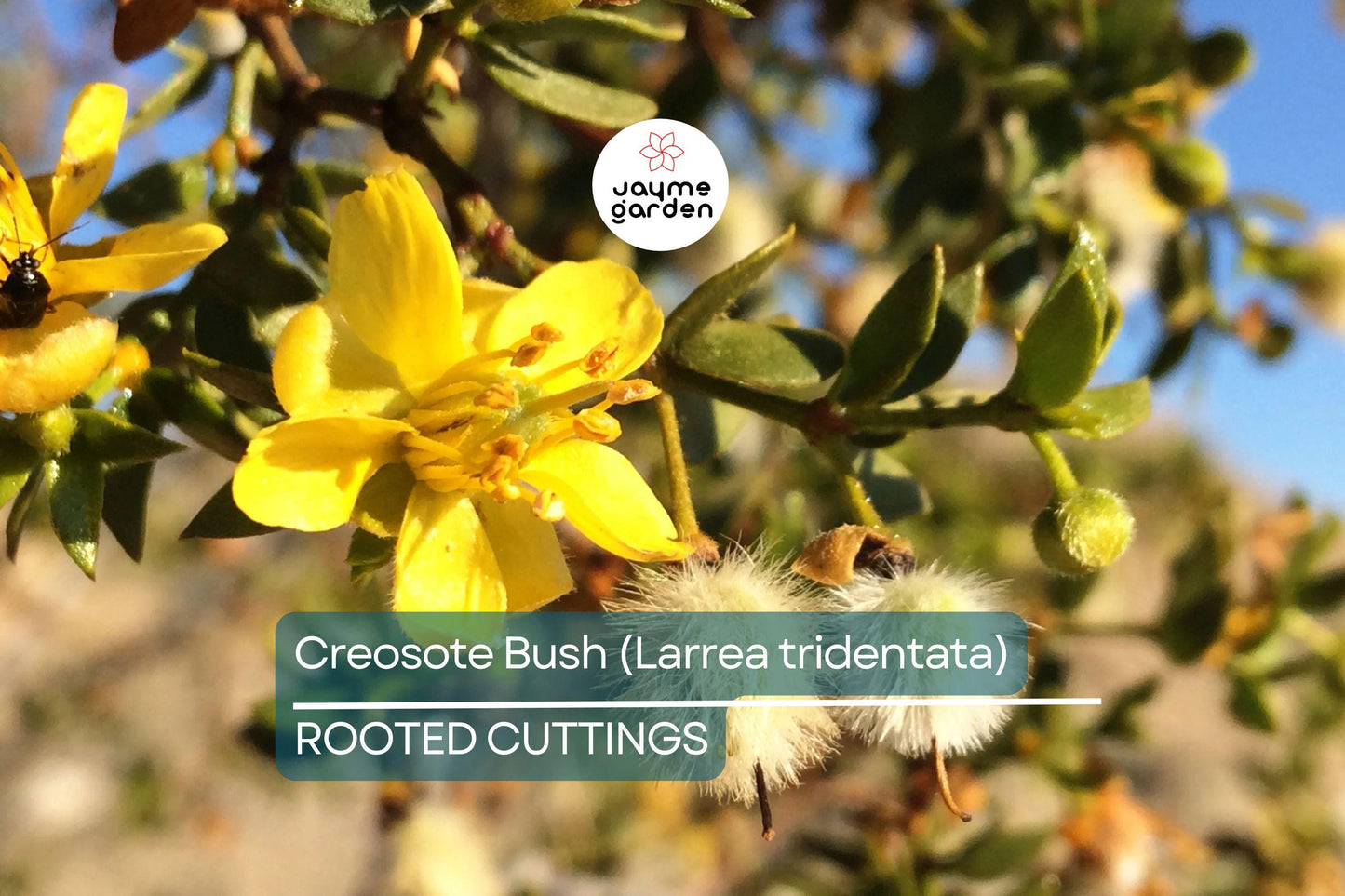 Creosote Bush (Larrea tridentata) – 3 Live Plants, 7-10" Tall, Shipped Bare Root