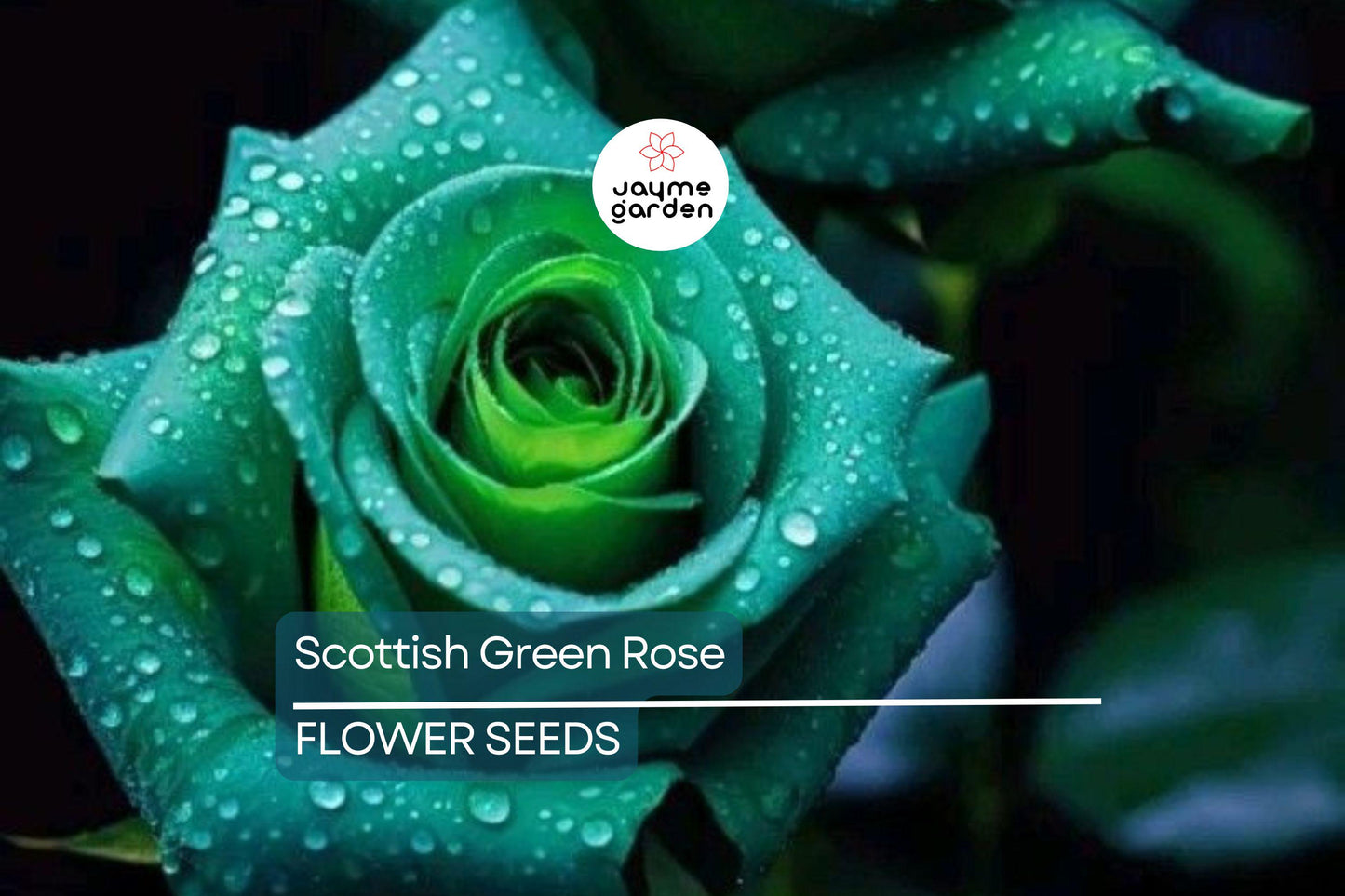 20pcs Scottish Green Rose Seeds - Non-GMO Heirloom Variety - Rare Green Blooms for Garden, High Germination, Planting Instructions