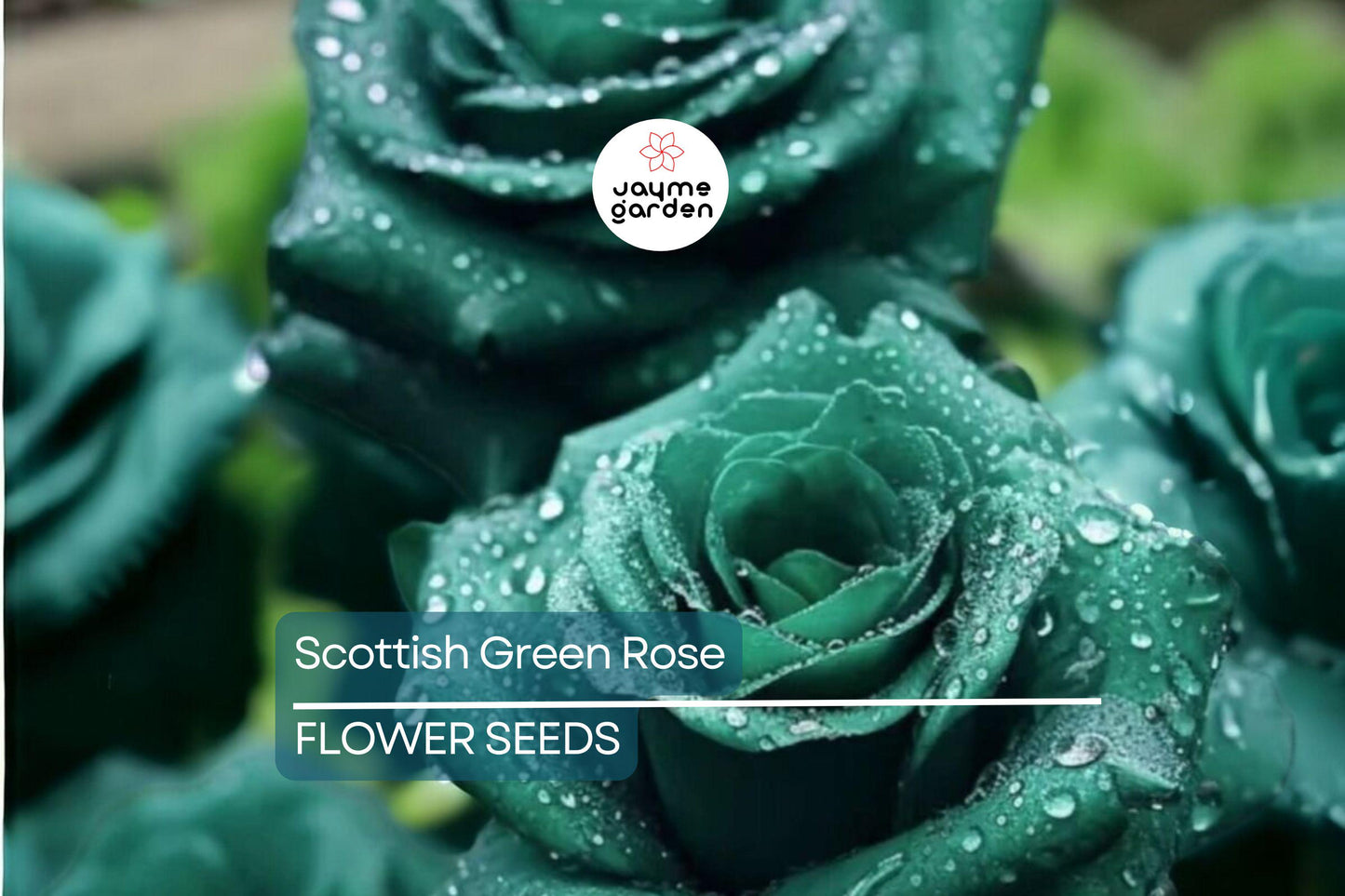 20pcs Scottish Green Rose Seeds - Non-GMO Heirloom Variety - Rare Green Blooms for Garden, High Germination, Planting Instructions