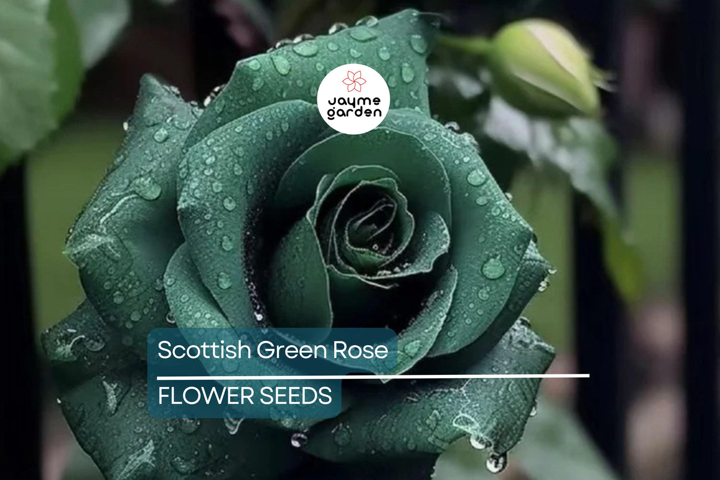 20pcs Scottish Green Rose Seeds - Non-GMO Heirloom Variety - Rare Green Blooms for Garden, High Germination, Planting Instructions