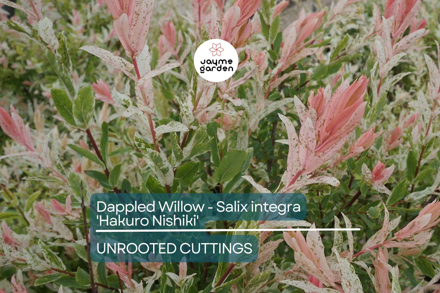 Dappled Willow Cutting - Salix integra 'Hakuro Nishiki', Variegated Foliage, Graceful Twisting Branches, Easy Care Plant