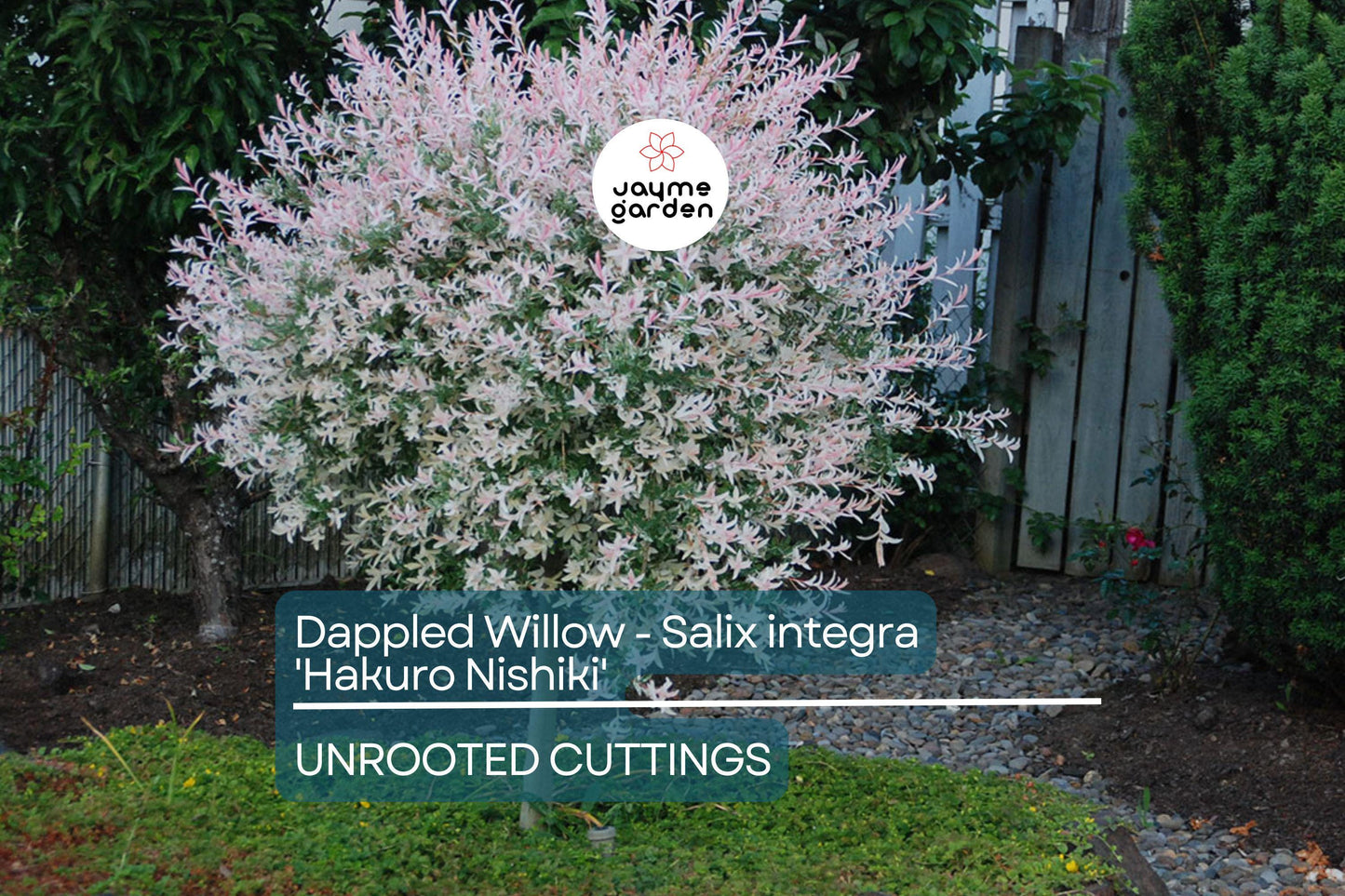 Dappled Willow Cutting - Salix integra 'Hakuro Nishiki', Variegated Foliage, Graceful Twisting Branches, Easy Care Plant