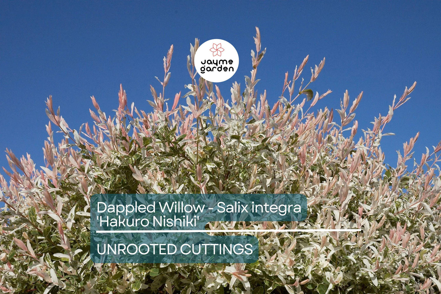 Dappled Willow Cutting - Salix integra 'Hakuro Nishiki', Variegated Foliage, Graceful Twisting Branches, Easy Care Plant
