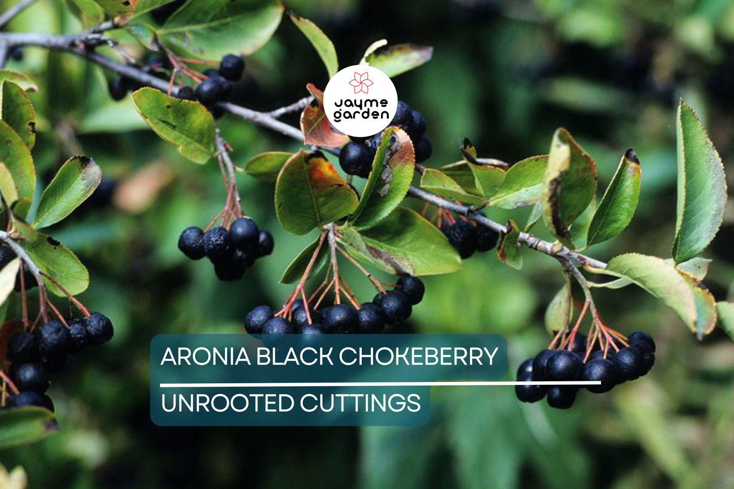 Aronia Black Chokeberry Cuttings - Set of 12 Unrooted, 6-8" Long, Aronia melanocarpa, Ideal for Propagation