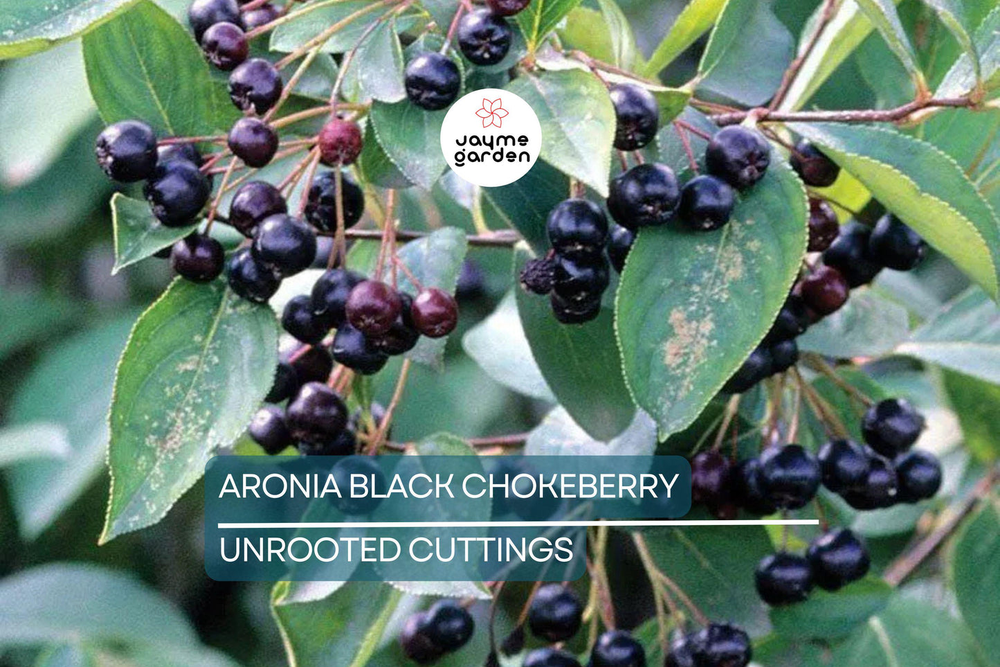 Aronia Black Chokeberry Cuttings - Set of 12 Unrooted, 6-8" Long, Aronia melanocarpa, Ideal for Propagation