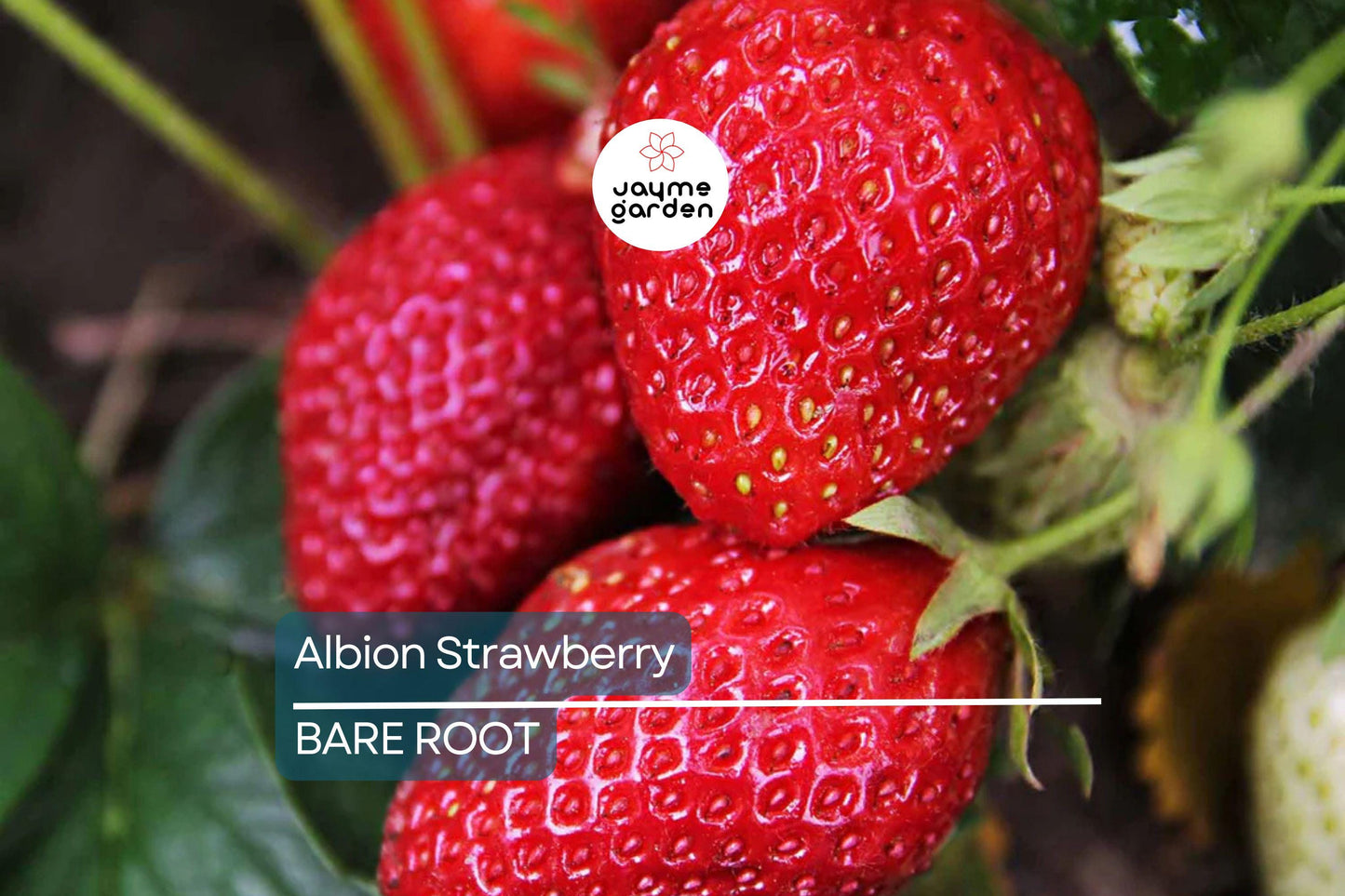 Albion Strawberry Plants – 10 Bare-Root Day-Neutral Plants, Large Sweet Berries