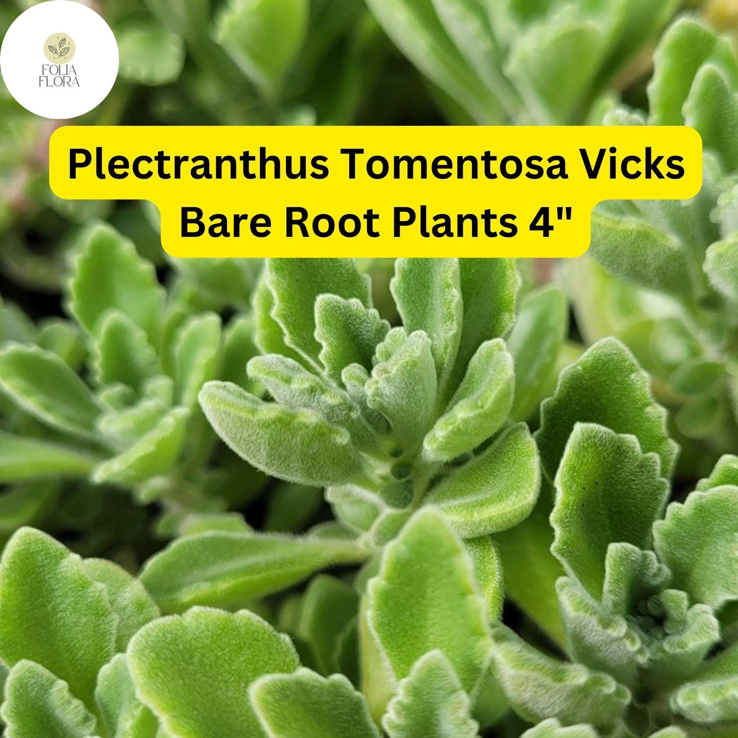 Plectranthus tomentosa – Vicks Plant | 2 Live 4” Bare Root Plants | Fragrant Succulent Houseplant