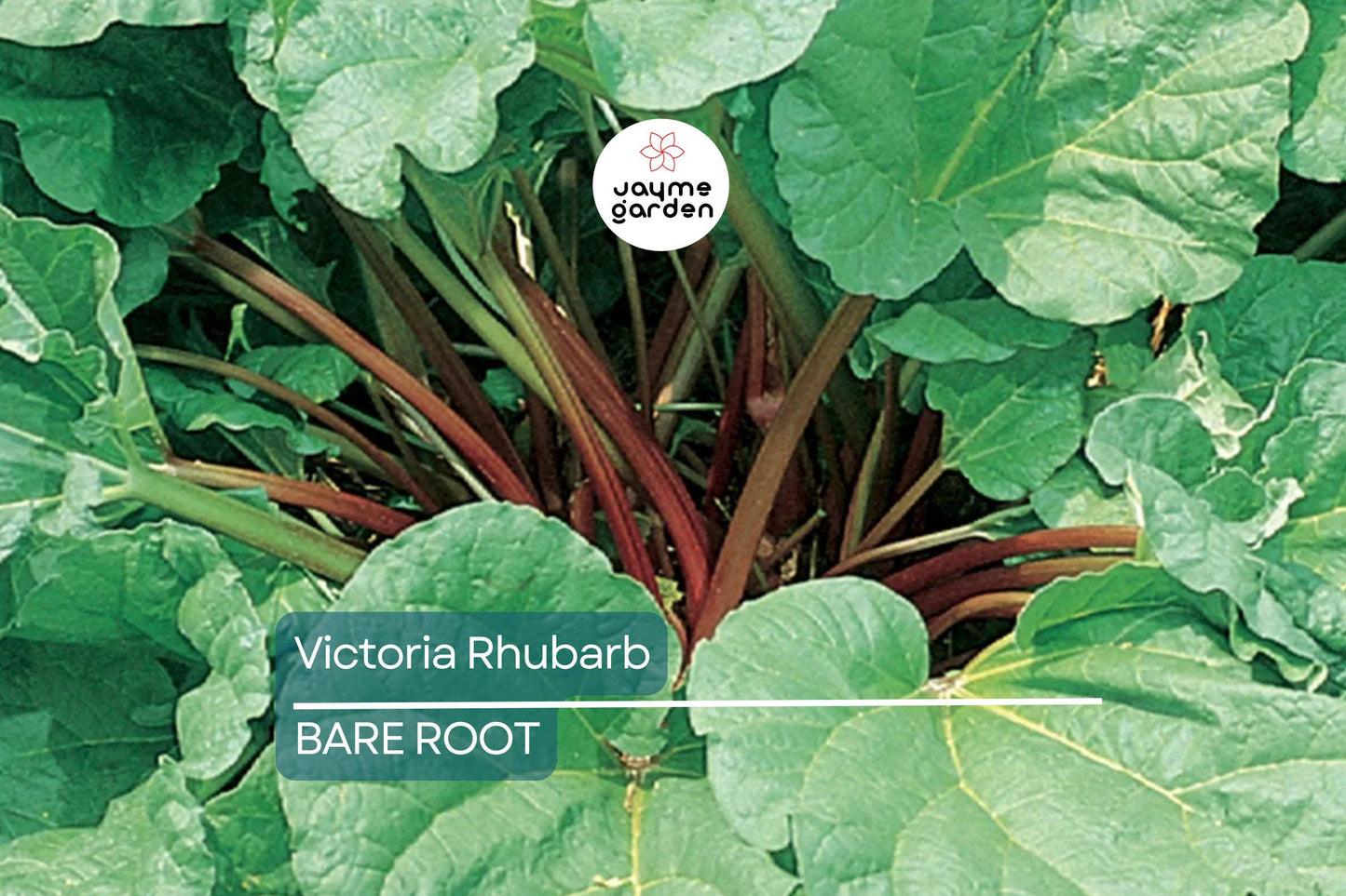 Victoria Rhubarb Crowns – Bare Root, Perfect for Pies & Jams