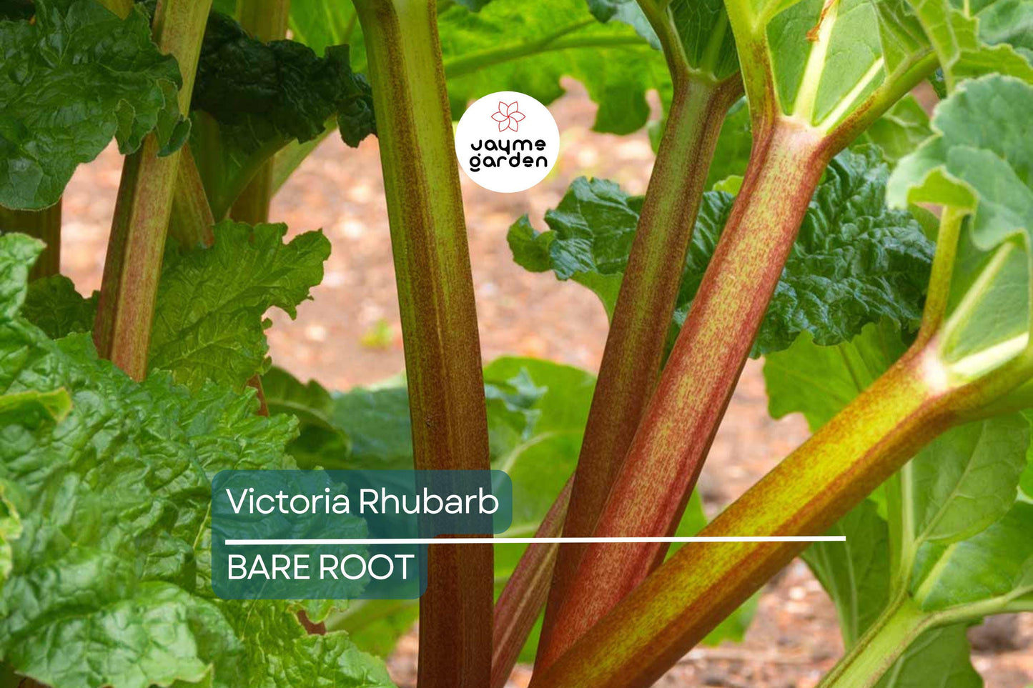 Victoria Rhubarb Crowns – Bare Root, Perfect for Pies & Jams