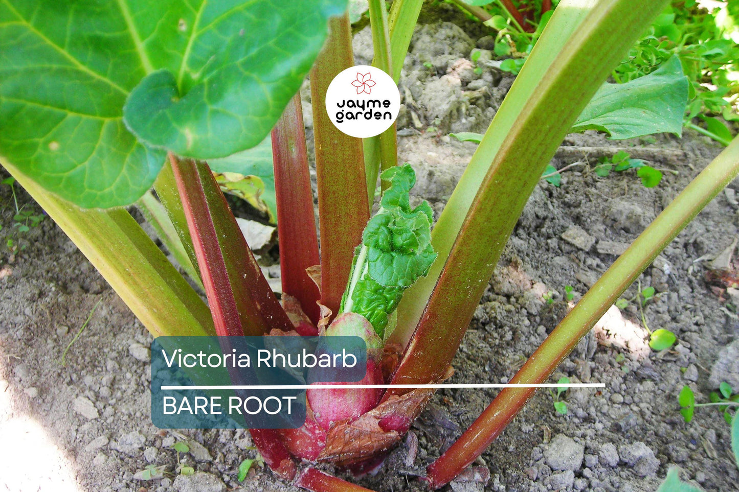 Victoria Rhubarb Crowns – Bare Root, Perfect for Pies & Jams