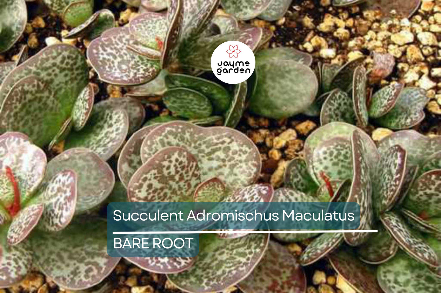 Adromischus Maculatus ‘Calico Hearts’ – 1 Live Succulent Plant, Spotted Chocolate Drop