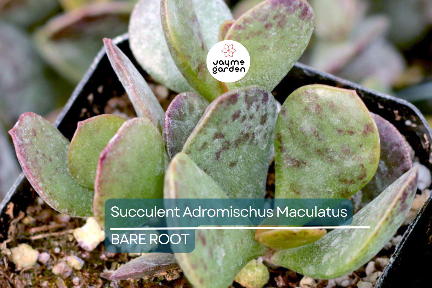 Adromischus Maculatus ‘Calico Hearts’ – 1 Live Succulent Plant, Spotted Chocolate Drop