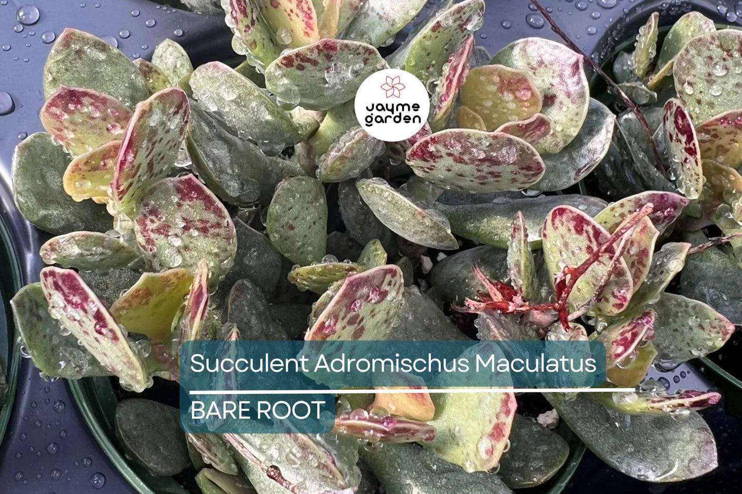 Adromischus Maculatus ‘Calico Hearts’ – 1 Live Succulent Plant, Spotted Chocolate Drop