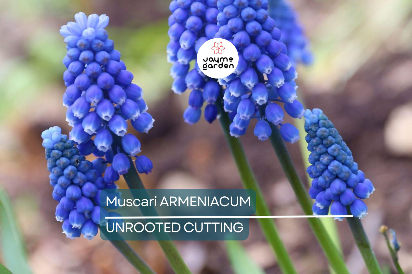 Muscari Armeniacum Bulbs - Blue Grape Hyacinth, 6-8" Tall, Deer Resistant, Award-Winning, Perfect for Borders, Rock Gardens & Naturalizing